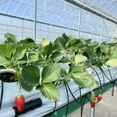 Multi-Span Film Greenhouse for Grass Planting and Flowers
