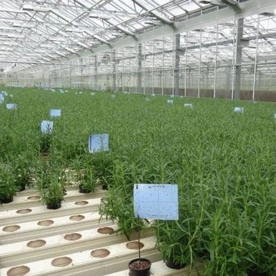 Highly Multi-Span Vertical Farming Container Greenhouse with Substrate Culture System
