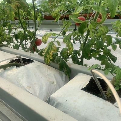 Highly Multi-Span Vertical Farming Container Greenhouse with Substrate Culture System