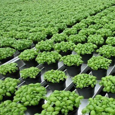 Highly Multi-Span Vertical Farming Container Greenhouse with Substrate Culture System