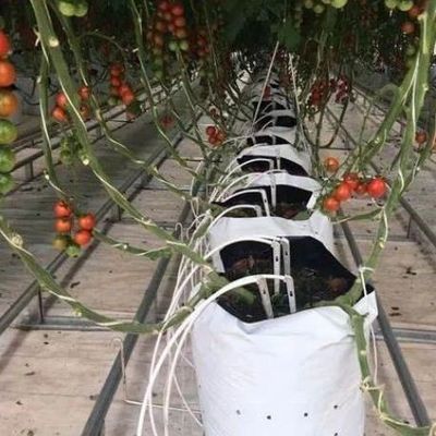 Highly Multi-Span Vertical Farming Container Greenhouse with Substrate Culture System