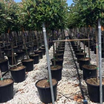 Highly Multi-Span Vertical Farming Container Greenhouse with Substrate Culture System