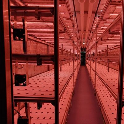 Multi-Span Agricultural Greenhouses 40ft Container Hydroponic Vertical Farming System