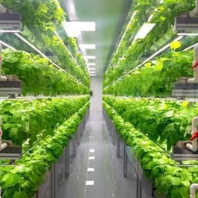 Multi-Span Agricultural Greenhouses 40ft Container Hydroponic Vertical Farming System