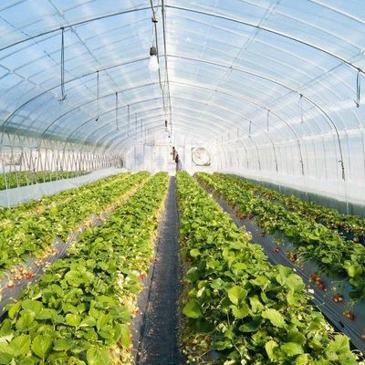 Plastic Greenhouse Department Multi-Span Po/PE Commercial Greenhouse with Hydroponics