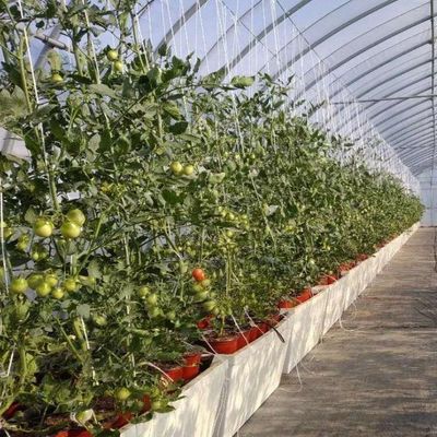 Plastic Greenhouse Department Multi-Span Po/PE Commercial Greenhouse with Hydroponics