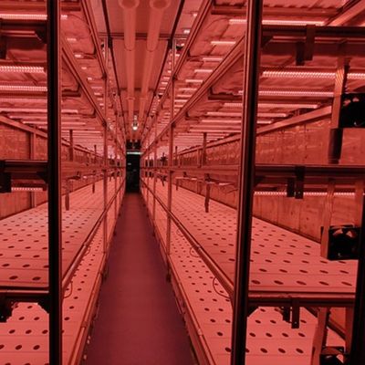 Type Intelligent Control Agriculture Hydroponic Container Farm for Customized Request