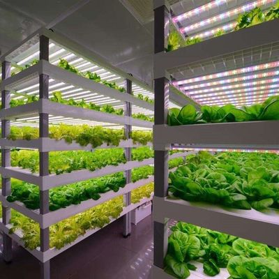 Type Intelligent Control Agriculture Hydroponic Container Farm for Customized Request