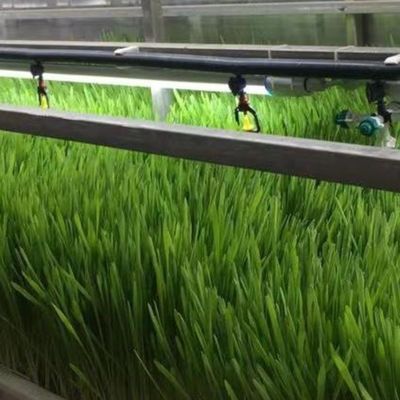 Type Intelligent Control Agriculture Hydroponic Container Farm for Customized Request