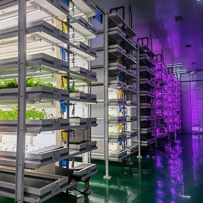 Type Intelligent Control Agriculture Hydroponic Container Farm for Customized Request