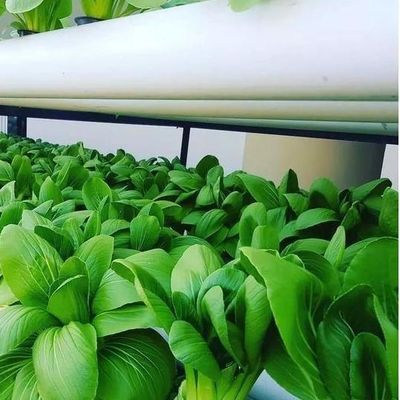 Multi-Span Greenhouse with Hydroponics and Steel Structure The Perfect Combination