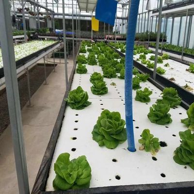 Multi-Span Greenhouse with Hydroponics and Steel Structure The Perfect Combination