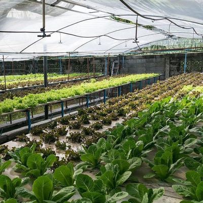 2000.000kg Package Gross Weight Commercial Greenhouse for Hydroponics Climate Controlled