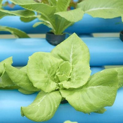 2000.000kg Package Gross Weight Commercial Greenhouse for Hydroponics Climate Controlled