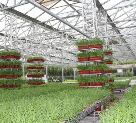 Multi-Span Humidity Control Film Greenhouse for Vegetables Optimize Vegetable Growth