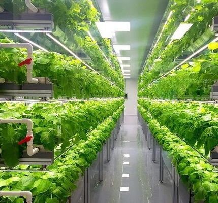 Multi-Span Humidity Control Film Greenhouse for Vegetables Optimize Vegetable Growth
