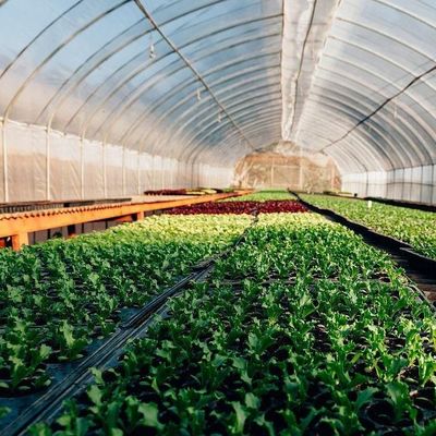 Temporary Heating Hydroponic Film Greenhouse with Humidity Control System JX-FG-212