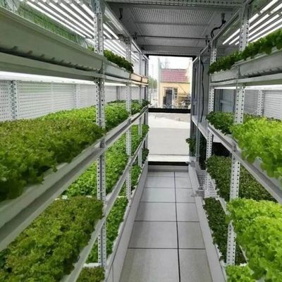 Save Space with Our Green House Fish Container Advanced Vertical Hydroponics System