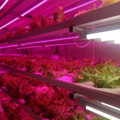 Save Space with Our Green House Fish Container Advanced Vertical Hydroponics System