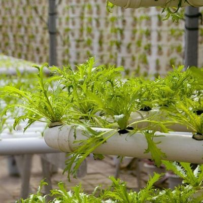 0.15/0.20mm Po/PE Film Covered Multi Span Greenhouse Temporary Heating
