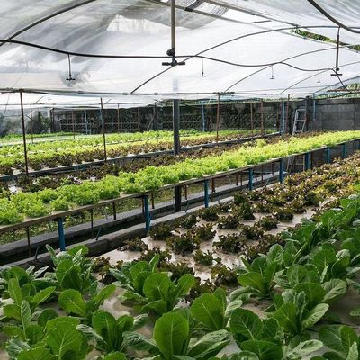 0.15/0.20mm Po/PE Film Covered Multi Span Greenhouse Temporary Heating