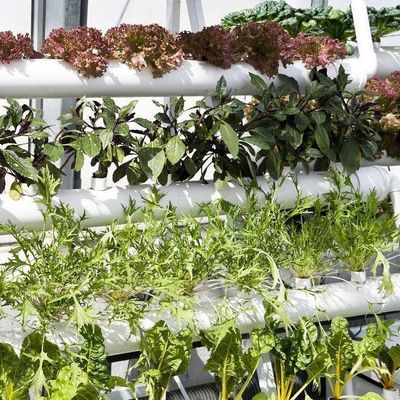 0.15/0.20mm Po/PE Film Covered Multi Span Greenhouse Temporary Heating