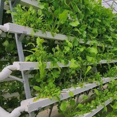 0.15/0.20mm Po/PE Film Covered Multi Span Greenhouse Temporary Heating