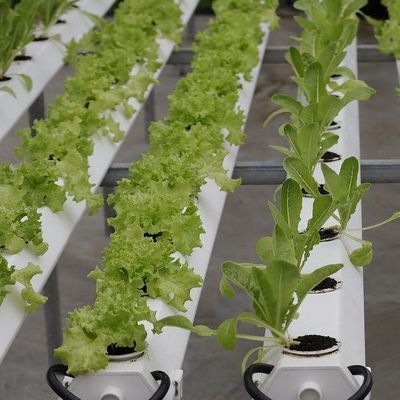US Currency Controlled Humidity Film Greenhouse for Soilless Vegetable Production