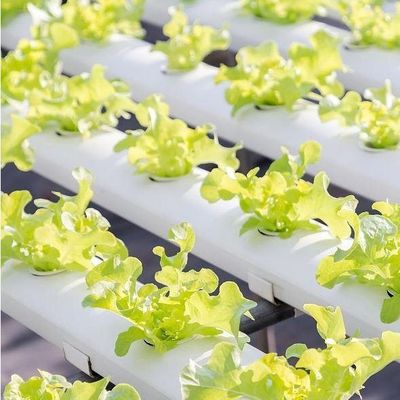 US Currency Controlled Humidity Film Greenhouse for Soilless Vegetable Production