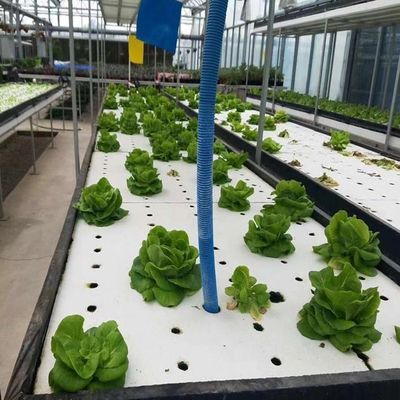 US Currency Controlled Humidity Film Greenhouse for Soilless Vegetable Production