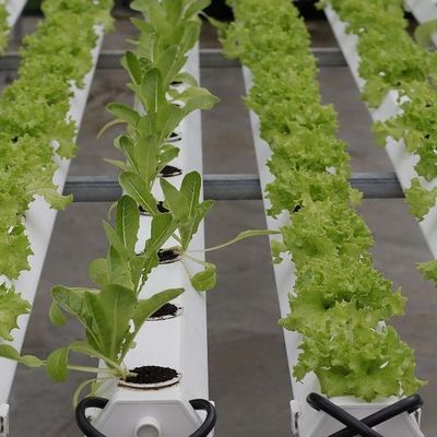 Po/PE Film Hydroponic Greenhouse For Vegetables Double Layer