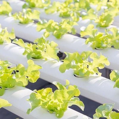 Po/PE Film Hydroponic Greenhouse For Vegetables Double Layer