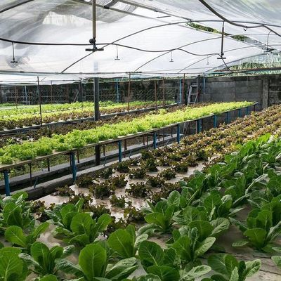 Po/PE Film Hydroponic Greenhouse For Vegetables Double Layer