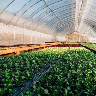 Plastic Sheet Cover Material Advanced Hydroponic Film Greenhouse