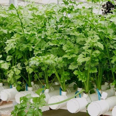 Plastic Sheet Cover Material Advanced Hydroponic Film Greenhouse