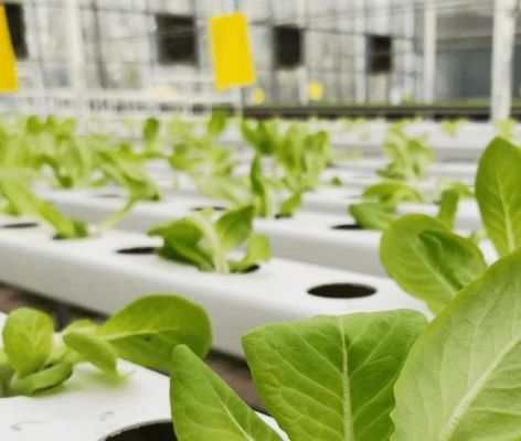 Double Layer Commercial Film Greenhouse System for Humidity Management in Greenhouses