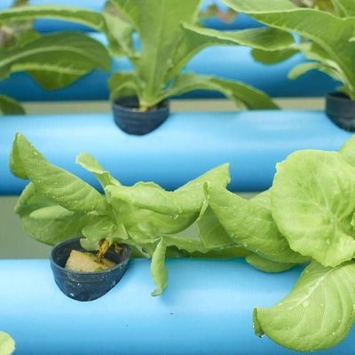 Double Layer Commercial Film Greenhouse System for Humidity Management in Greenhouses