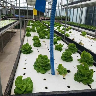 Suitable Seedling Cultivation Budget-Friendly Film Greenhouse with Plastic Sheet Cover