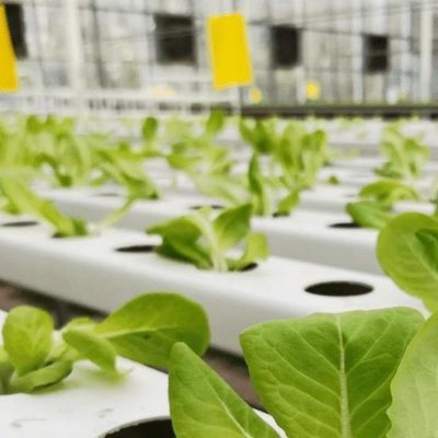 Suitable Seedling Cultivation Budget-Friendly Film Greenhouse with Plastic Sheet Cover