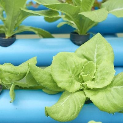 Suitable Seedling Cultivation Budget-Friendly Film Greenhouse with Plastic Sheet Cover