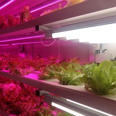 Full System 40ft Farm Container for Hydroponic Fodder by in Sea Shipping Container