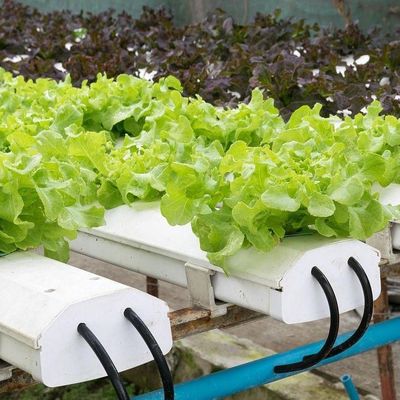 Soilless Technology and Temporary Heating Vegetable Cultivation Greenhouse 2000.000kg