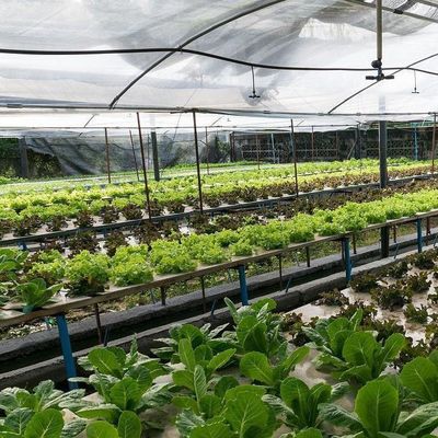 Soilless Technology and Temporary Heating Vegetable Cultivation Greenhouse 2000.000kg