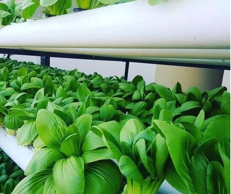 Soilless Culture Film Greenhouse Design for Vegetables and Temporary Heating Method