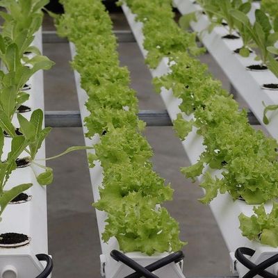 Soilless Culture Film Greenhouse Design for Vegetables and Temporary Heating Method