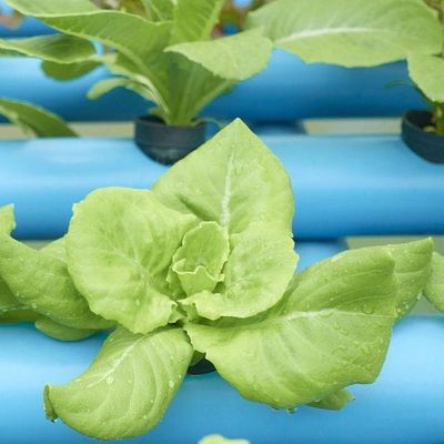 Economical Department Plastic Greenhouse With Hydroponics And Temporary Heating