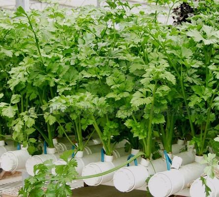 Economical Department Plastic Greenhouse With Hydroponics And Temporary Heating