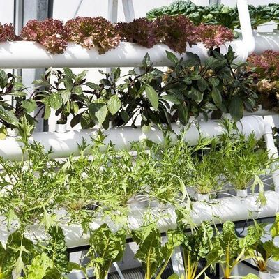 Economical Department Plastic Greenhouse With Hydroponics And Temporary Heating