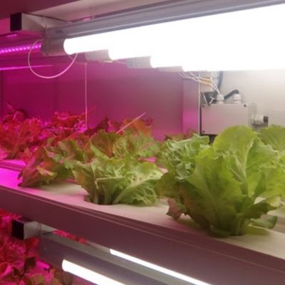 Indoor Hydroponics Commercial Microgreen Growing System with JX-Container-Greenhouse