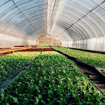 Roofing Shape Arched Roof Multi-Span Greenhouse for Temperature Controlled Hydroponics